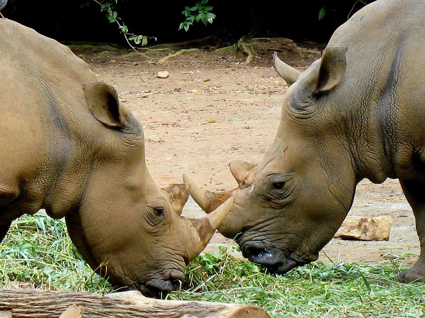 красивая картинка носорога